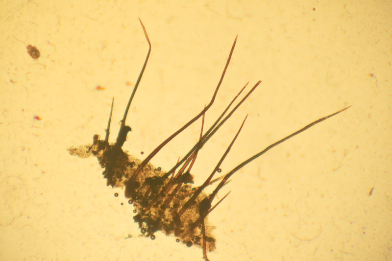 Scutellinia scutellata